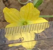  Male flower